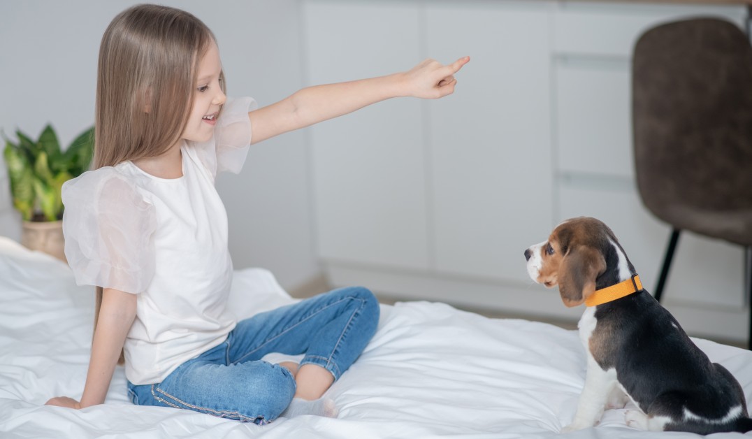Dog Socialization: The Secret to Successful Introductions